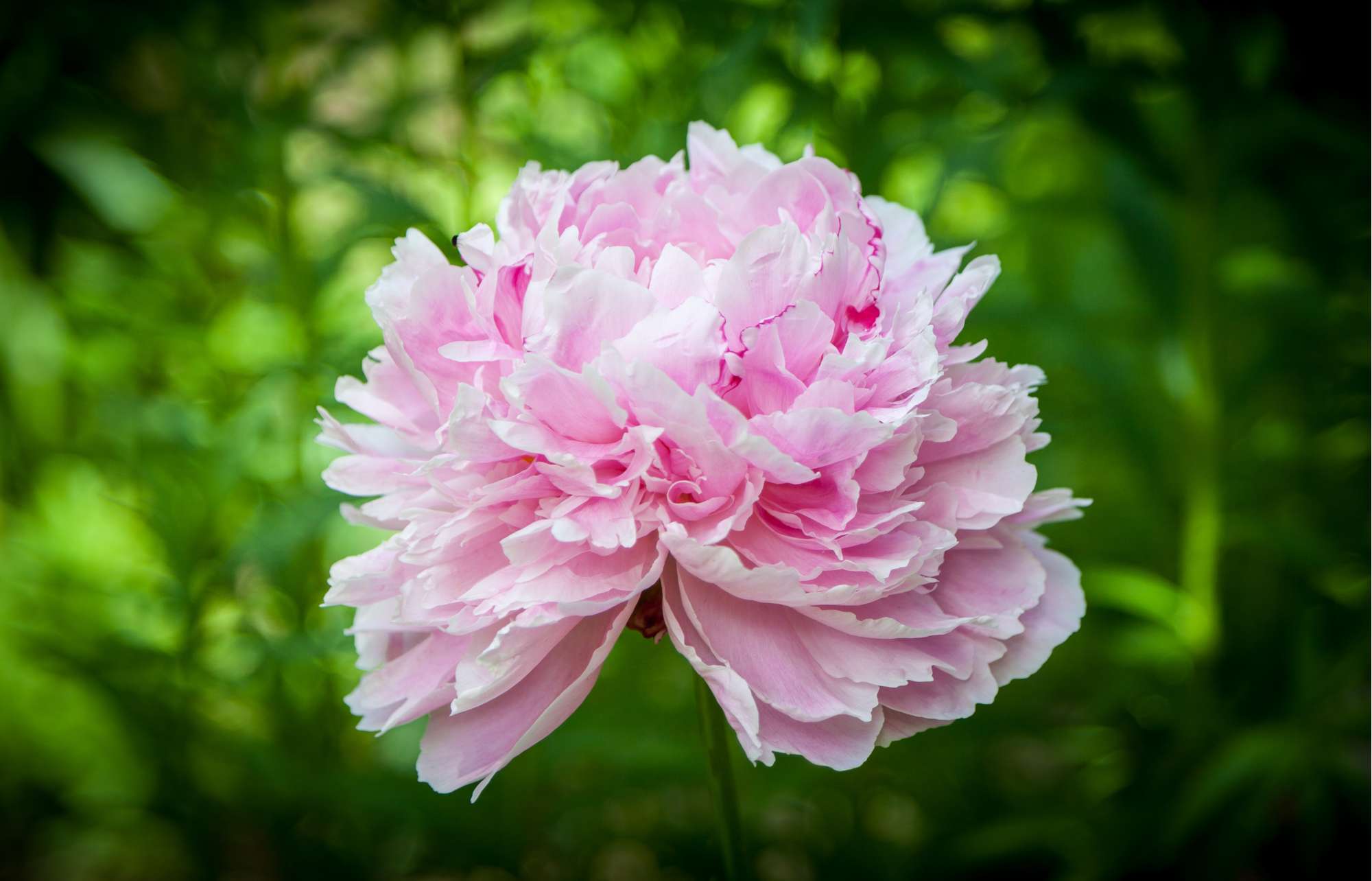 Pfingstrose 'Sarah Bernhardt'